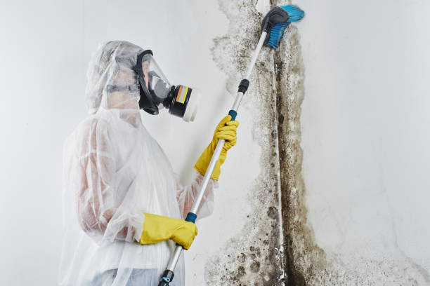 Best Mold Removal Company Near Me  in Springfield, KY