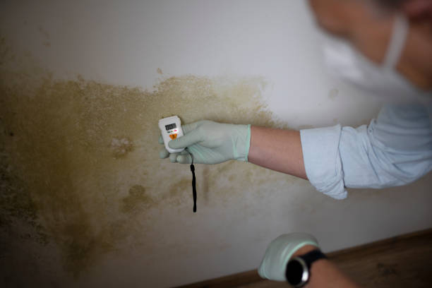 Best Commercial Mold Removal  in Springfield, KY