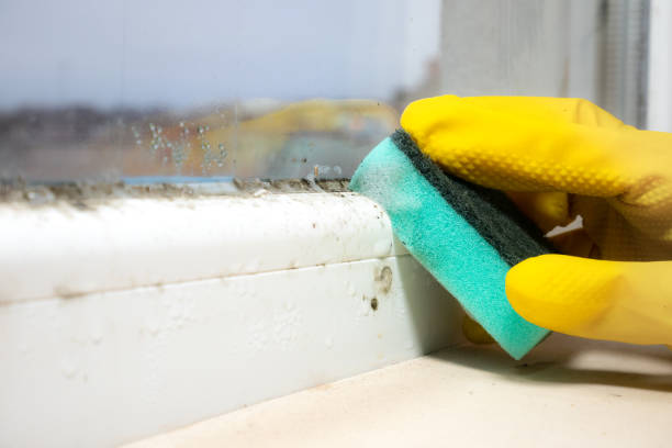 Best Professional Mold Removal  in Springfield, KY