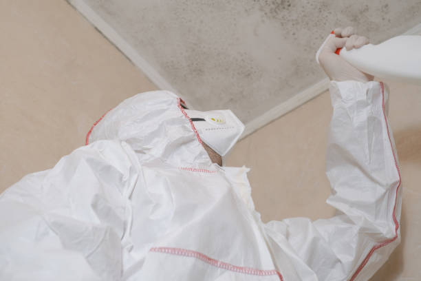 Best Commercial Mold Removal  in Springfield, KY