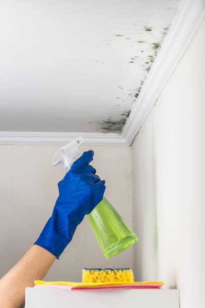 Trusted Springfield, KY Mold Removal Experts